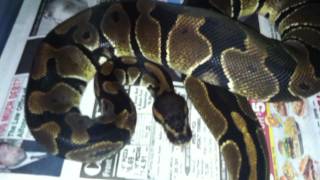 Ball Python Update!