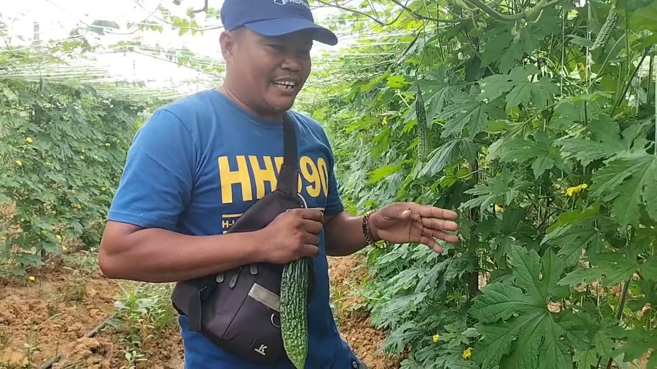 Alin sa dalawang variety Ang madaling mapipitasan,# Galaxy f1 at saka #Galaxy max F1 Ito Po guys🙏.