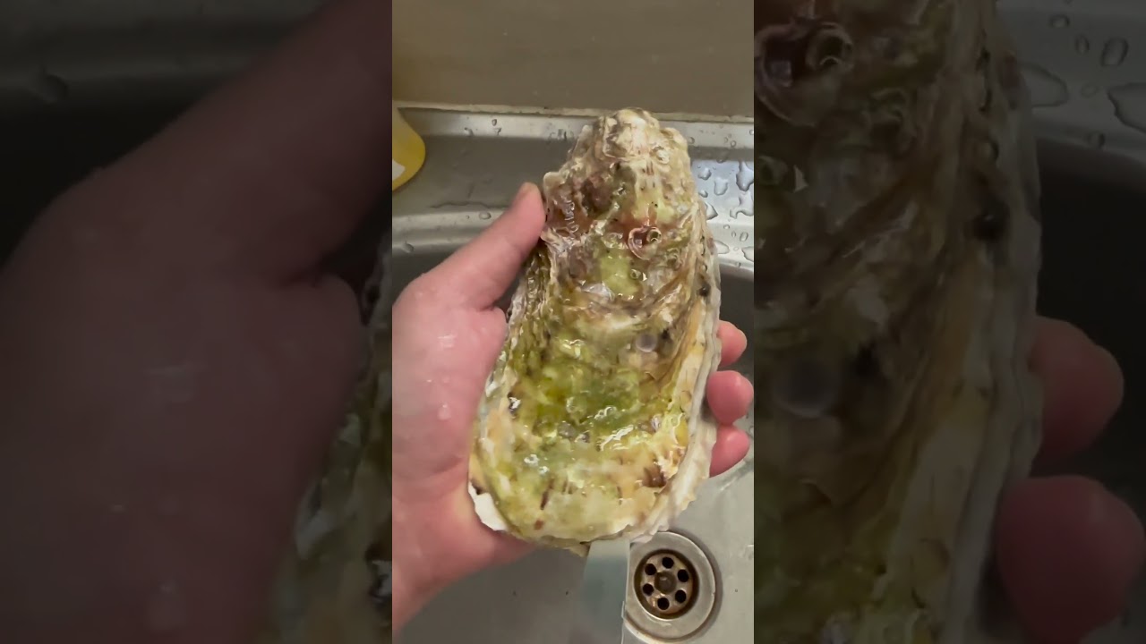 Ordered a Box of Monster Oyster from Japan 