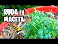 Como Plantar RUDA En MACETA 🌿 ¡EL MEJOR MÉTODO! | La Huerta de Ivan