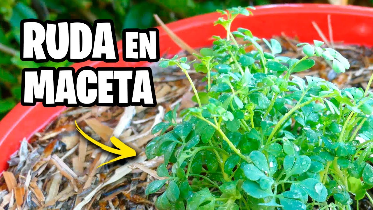 Como plantar una planta