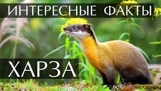 Харза интересные факты