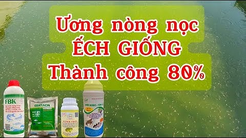 Cách ương nòng nọc, ương ếch giống đơn giản hiệu quả | Thuốc ương nòng nọc ếch