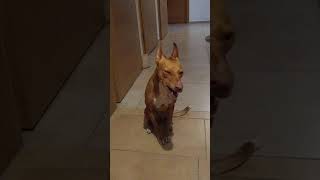 Podenco Andaluz Squeaking