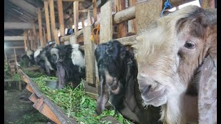 Jenggot Jual Kambing untuk Kurban Mulai Harga Rp 2 Juta