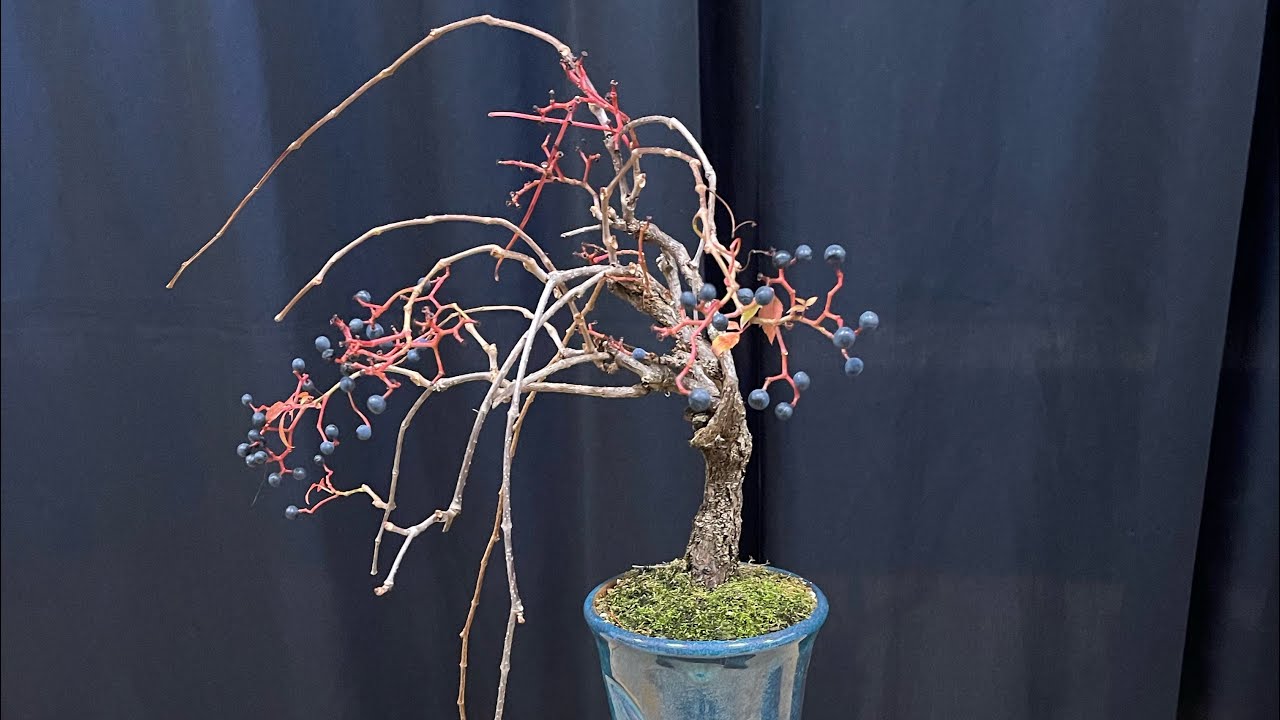 Take me to the Kitchener Waterloo Bonsai Society show and sale 🪴 YouTube