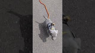 Weimaraner puppy wears a vest and a leash for the first time!