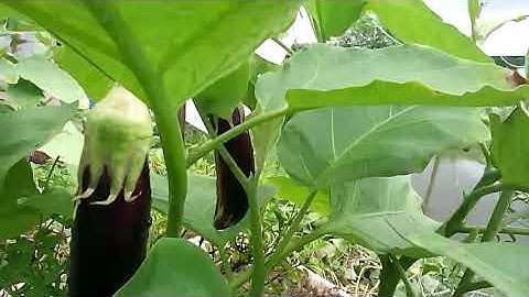 chia sẻ cách trồng cà tím bằng thùng xốp hiệu quả cao