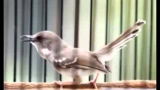 Suara Kicauan Burung Ciblek untuk memancing Bunyi Suara Burung