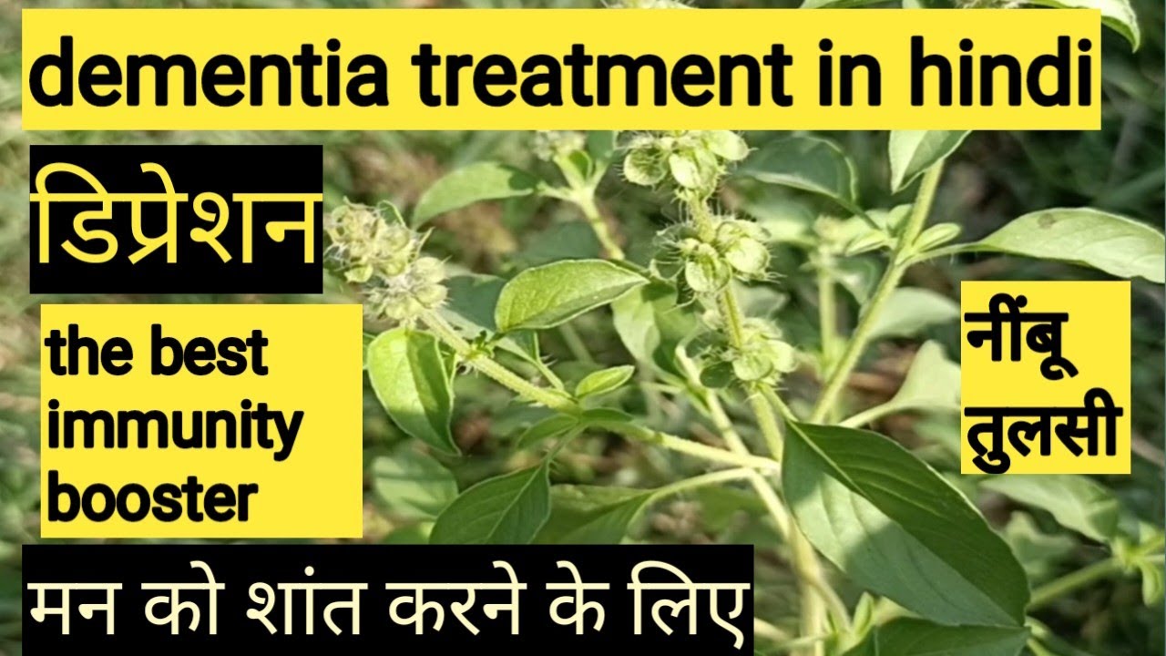 the best immunity booster / benefits of tulsi / subah khali pet tulsi
