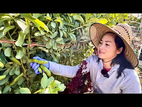 Video: Đậu Fava là gì: Mẹo Trồng Cây Đậu Fava