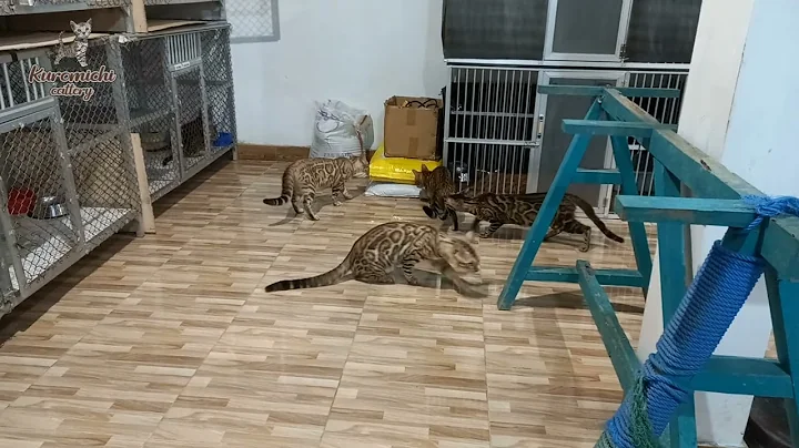 Video 1632691: kucing bengal, lover bengal, cattery