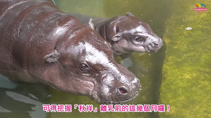 兒童節連續假期逛動物園~看侏儒河馬寶寶表演特技？！ - 天天要聞