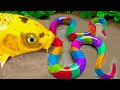 Stop Motion Cooking ASMR | blue catfish with  colorful Koi Fish |crocodile carp eels | GoGo Cooking