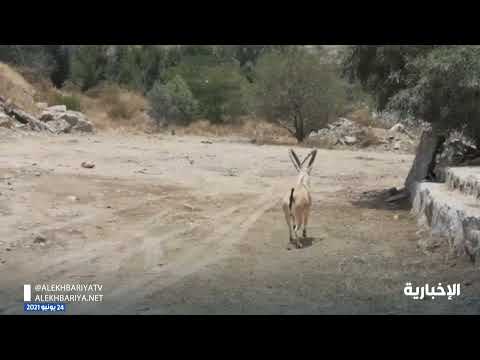 الحياة الفطرية غامرت بإطلاق الوعول في شوارع بلجرشي فنفق اثنان منها