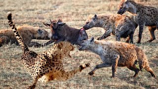 Hyenas Attack Jaguar For Antelope Carcass