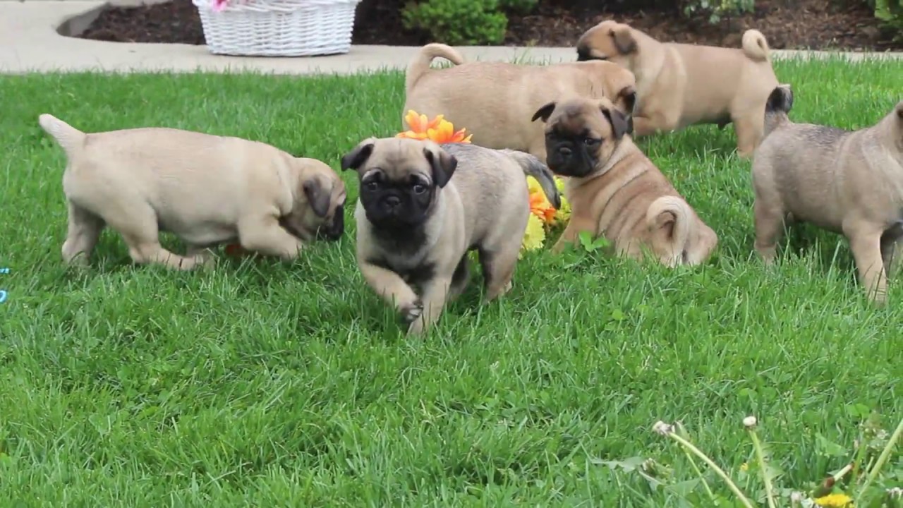 Pug Mix Puppies for Sale YouTube