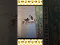 Unbelievable! Cats Swimming on Ducks in Water