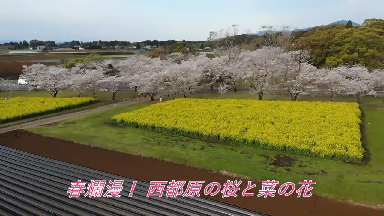 春爛漫 22 西都原の桜と菜の花 Youtube