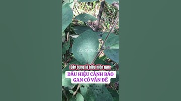 Đầy bụng,gan yếu