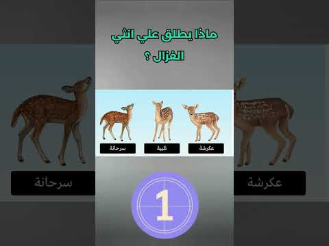 ماذا يطلق علي انثي الغزال      