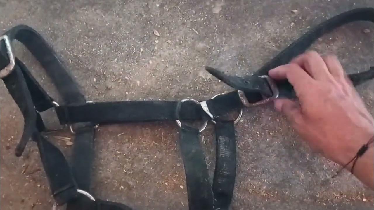 Anal chozish Mirage porno