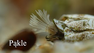 Pąkle (Balanus improvisus). Barnacles [4K]