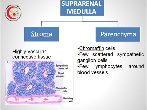 8  2020 suprarenal medulla: histology and function