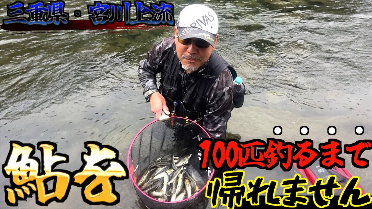 【三重県・宮川上流】2024鮎は狂っている！追いまくりの入れ掛かり！昭和の宮川上流にタイムスリップした感じ！