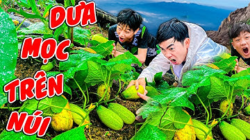 Thái Chuối Leo Núi Trong Mưa Phát Hiện Đồi Dưa Chuột Khổng Lồ Trên Đỉnh Núi - Thu Hoạch Dưa Núi