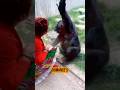 Woman banned from zoo after falling in love with chimp allowed back in on one condition.