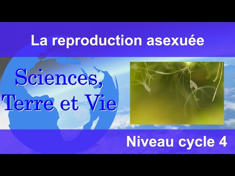 Vidéo: Différence Entre La Reproduction Végétative Et La Reproduction Asexuée