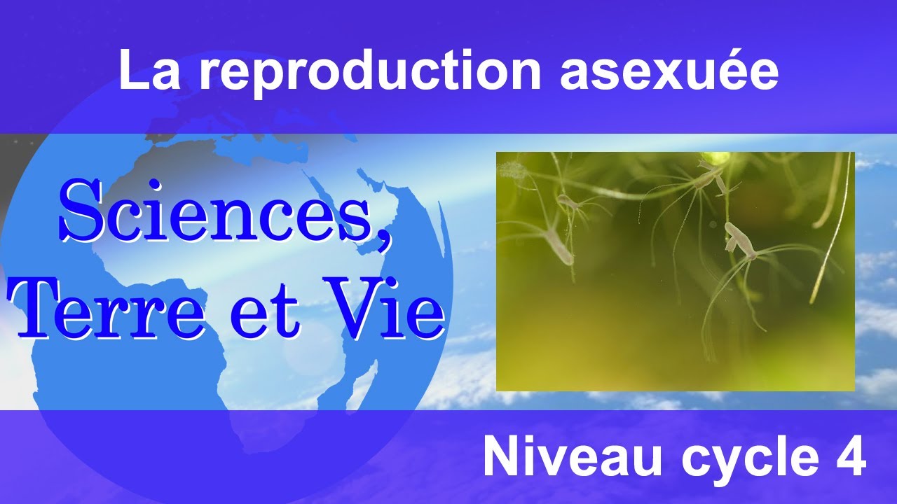 La reproduction asexuée