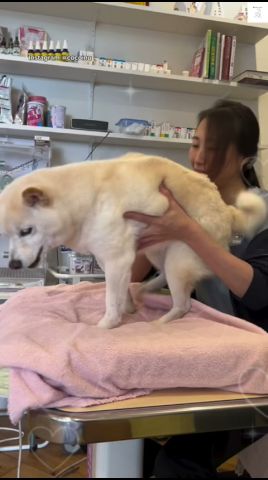 先生も爆笑‼️大好きすぎる白柴の行動😂 #白柴 #柴犬 #先生 #犬のいる暮らし #かわいい