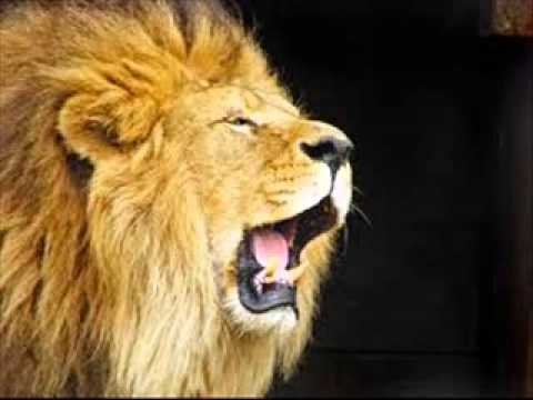 Lion Roar 1 - Sound Effect 