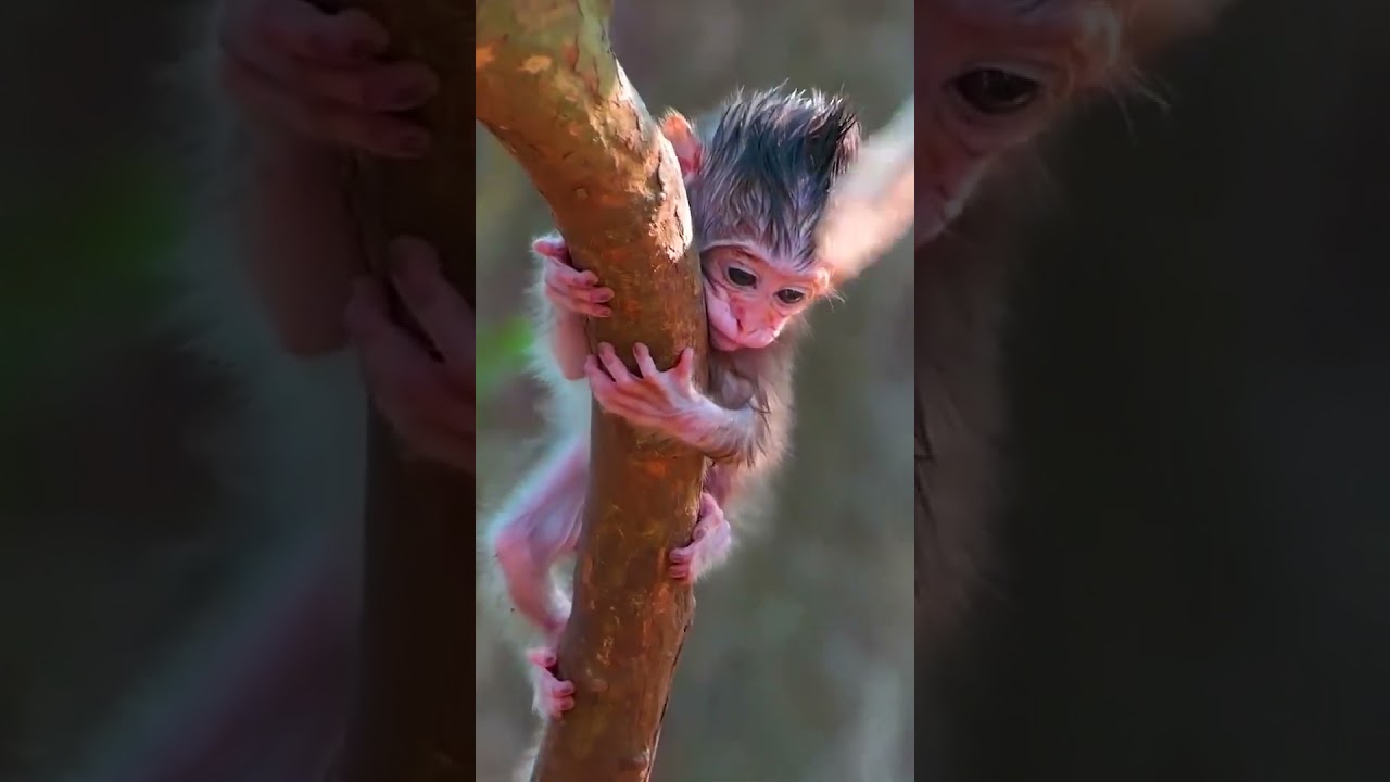 Watch Ep952. Adorable Monkeys Play Hide and Seek For Treats in the Jungle on YouTube Watch Ep952. Adorable Monkeys Play Hide and Seek For Treats in the Jungle on YouTube
