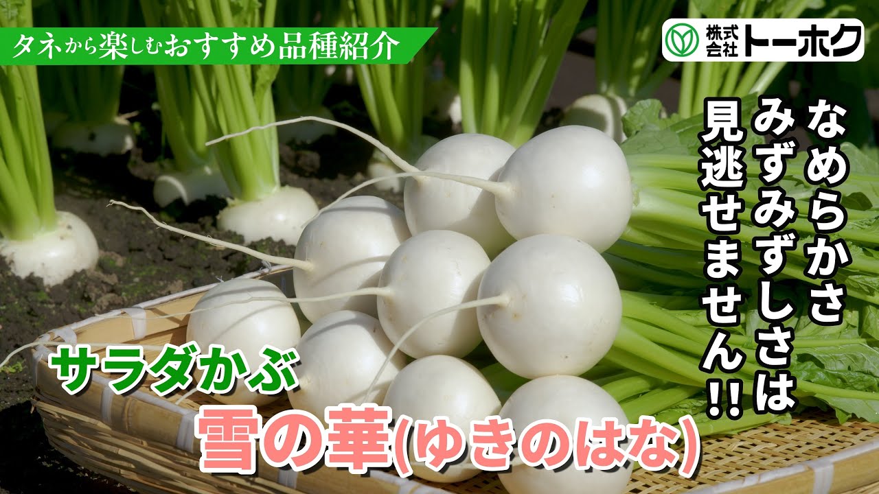 サラダかぶ　雪の華 （ゆきのはな）
