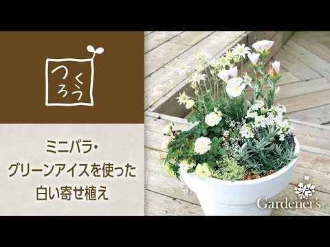 春の寄せ植え3分レシピ ミニバラ グリーンアイスを使った白い寄せ植え Youtube