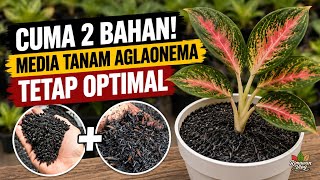 (Eps. 536) Cuma 2 Bahan! Media Tanam Aglaonema Tetap Optimal