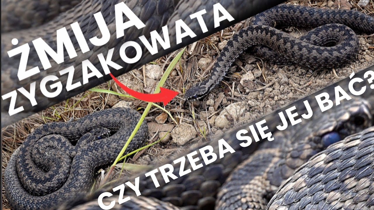 ŻMIJA ZYGZAKOWATA - Czy Jest NIEBEZPIECZNA?