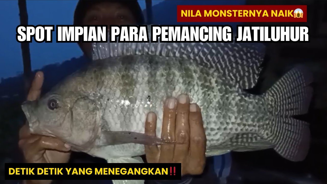 DETIK DETIK MONSTER NILA JATILUHUR‼️BEST TILAPIA FISHING MOMENTS IN 2025 