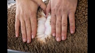 Tv Poll Merino Lot 102 2022