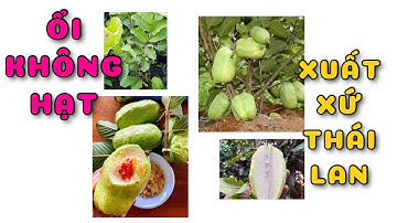 Cây ổi không hạt xuất xứ Thái Lan | 0386569374 - Ngọc Ngân Bến Tre | Chuyên cây độc lạ