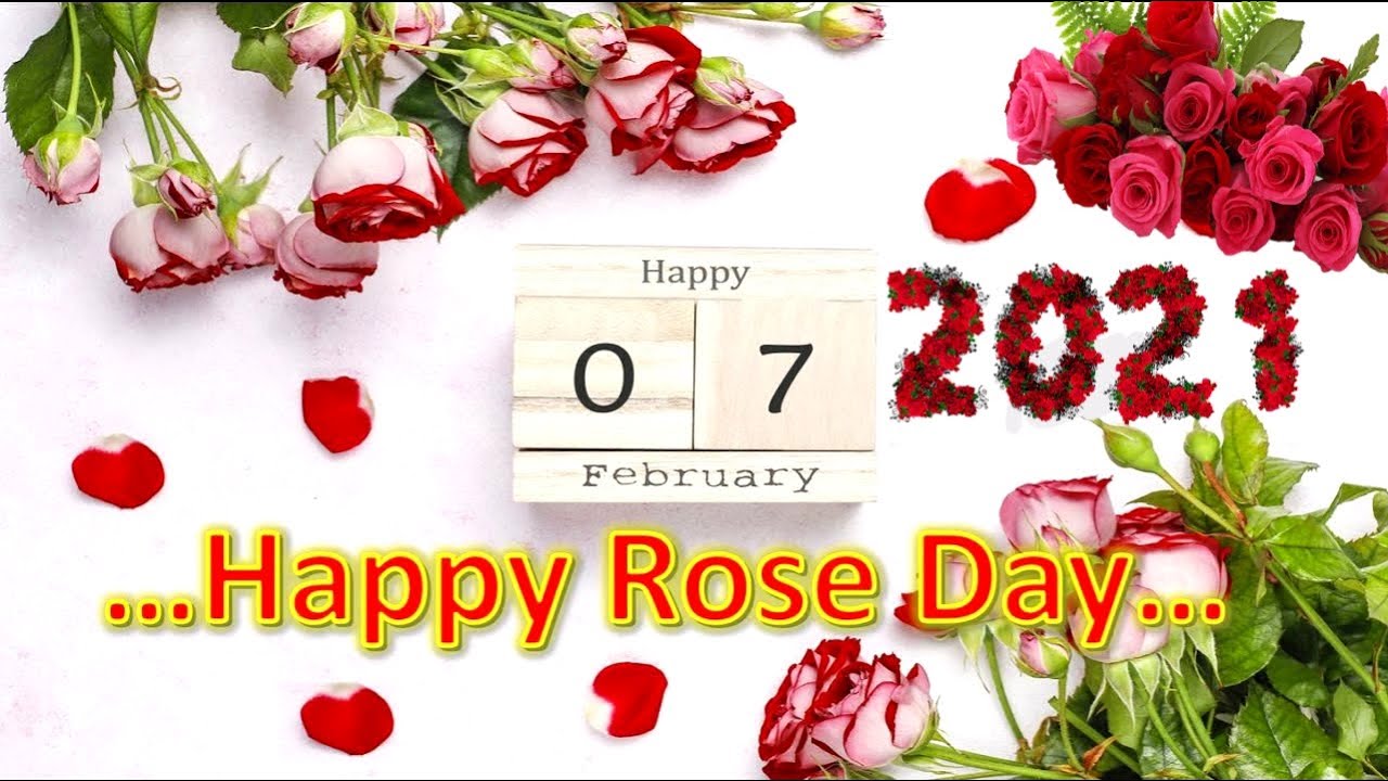 Rose Day Status 2021 Happy Rose Day 2021 Whatsapp Status Rose Day