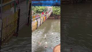 Mocil madi dikali dan tenggelam (tetapi nimbul lagi) #funny #mandi #viral