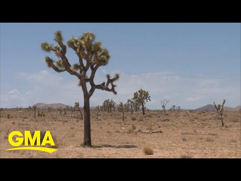 The Unexpected Threat To Joshua Trees (NYT)
