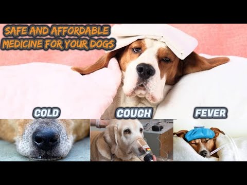 DOG COUGH COLD FEVER ( UBO,SIPON AT LAGNAT NG ASO) PROVEN MEDICINE