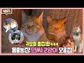동물농장 ‘인싸 고양이’ 총출동! 사랑스러운 인싸냥 모음 I TV동물농장 (Animal Farm) | SBS Story