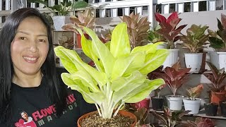 Aglaonema Bebas Busuk Akar Dengan Cara Ini