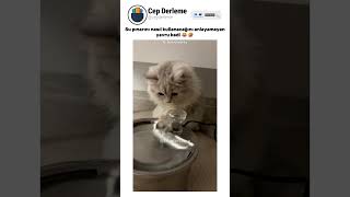 Su Pınarını Nasıl Kullanacağını Anlayamayan Yavru Kedi